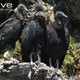 Illustration for article titled Vednesday Vulture - Coragyps atratus Edition